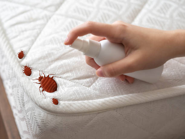 Best Ant Control Services  in Shaker Heights, OH